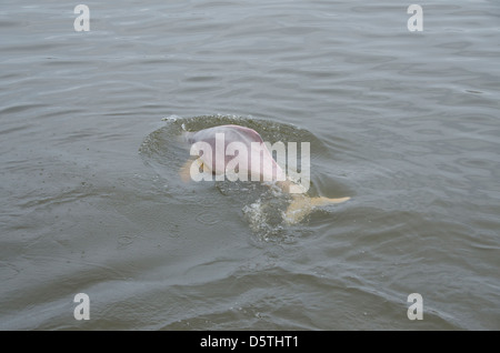 Brésil, Amazonas, rio Tapajos, Santarem. Amazon dolphin rose d'eau douce (Inia geoffrensis) : WILD, espèce en voie de disparition. Banque D'Images