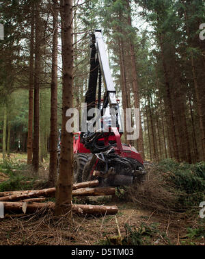 Un pêcheur, une connexion spéciale vehichle pour abattage, d'ébranchage et tronçonnage des arbres, coupe un sapin au cours de la récolte de bois par le Service des forêts de l'état de Saxe dans le district forestier Unger près de Neustadt, Allemagne, 26 novembre 2012. Autour de 1,5 hectares et de 10 pour cent de la superficie du district forestier seront éclaircis conformément au plan. Près de 80 000 mètres cubes de bois d'une val Banque D'Images