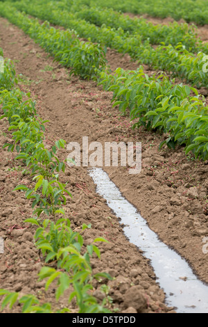 Fin de piste de l'eau venant de cultures de rangs pour fournir l'irrigation sur une exploitation fruitière au Chili, en Amérique du Sud Banque D'Images