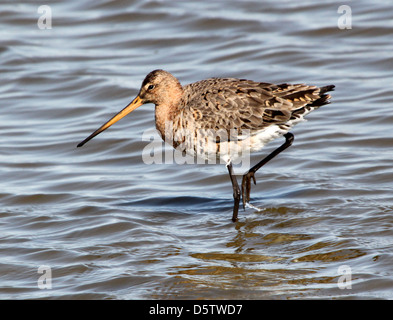 Barge à queue noire (Limosa limosa) se nourrissent dans les zones humides côtières au printemps dans le nord des Pays-Bas Banque D'Images