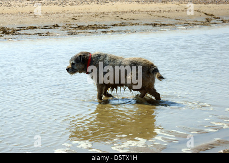 Vieux chien Border terrier de l'eau plage des ondes de marée venant en secouant chien Banque D'Images