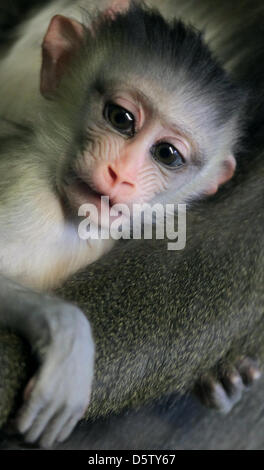 Mandrill bébé Aaron tient à sa mère Sandra au tropical maison des singes du jardin zoologique de Berlin, Allemagne, le 28 septembre 2012. Photo : SPATA OLE Banque D'Images