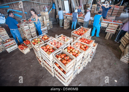 La production de tomates et de tri sur une ferme de tomate à Rancagua, Chili Banque D'Images