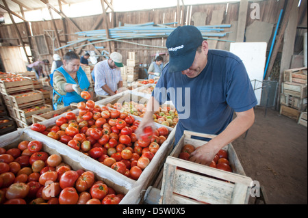 La production de tomates et de tri sur une ferme de tomate à Rancagua, Chili Banque D'Images