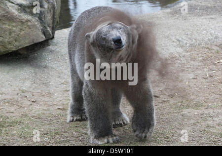 Rhenen, . 9 avril 2013. Brownie de l'ours polaire. Ouwehand Zoo dans la ville néerlandaise de Rhenen est depuis le mardi 9-4-2013 Le propriétaire des plus 'brown' ours de glace dans le monde. Parce que les animaux comme à capoter dans la neige -et il n'y a probablement pas de neige tomber dans au moins six mois- les aidants naturels est venu avec une alternative : terreau foncé. Le zoo de Rhenen a ainsi probablement une primeur mondiale. Le sol meuble est également utile pour lutter contre la démangeaison irritante d'un manteau de mue. Foto : VidiPhoto - dpa Alamy Live News Banque D'Images