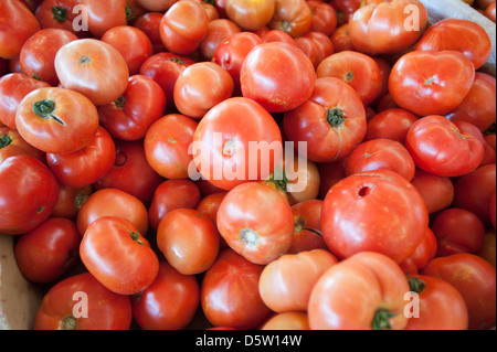 La production de tomates et de tri sur une ferme de tomate à Rancagua, Chili Banque D'Images