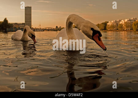 Deux cygnes (Cygnini) nager sur la rivière Spree au coucher du soleil en Berlin-Alt-Stralau, Allemagne, 02 octobre 2012. Photo : ROBERT SCHLESINGER Banque D'Images