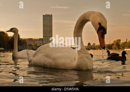 Deux cygnes (Cygnini) nager sur la rivière Spree au coucher du soleil en Berlin-Alt-Stralau, Allemagne, 02 octobre 2012. Photo : ROBERT SCHLESINGER Banque D'Images