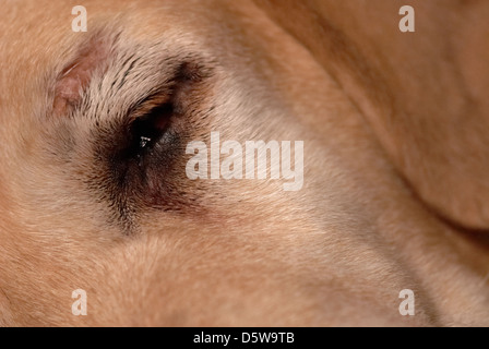 Photographie d'un Labrador aveugle ayant un sommeil. Banque D'Images