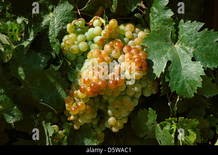 Raisins sur la vigne, Jerez de la Frontera, Cadiz Province, Région d'Andalousie, Espagne Banque D'Images