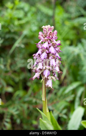 Himantoglossum robertianum, le géant de l'Ouest, poussant sur une route en Andalousie, Sud de l'Espagne. Février. Banque D'Images