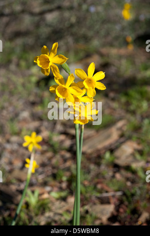 Narcisse blanchardii, grandissant dans les sierras de l'Andalousie, Sud de l'Espagne. Février. Banque D'Images