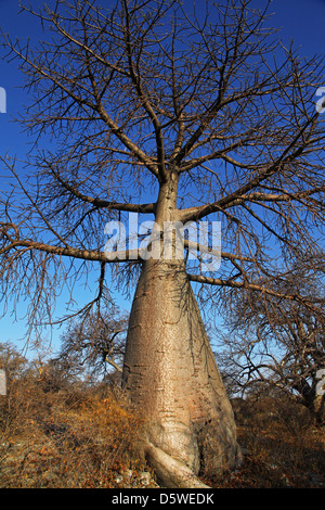 Lekhubu island, célèbre Kubu Island, Botsuana Banque D'Images