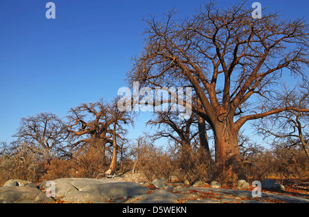 Lekhubu island, célèbre Kubu Island, Botsuana Banque D'Images