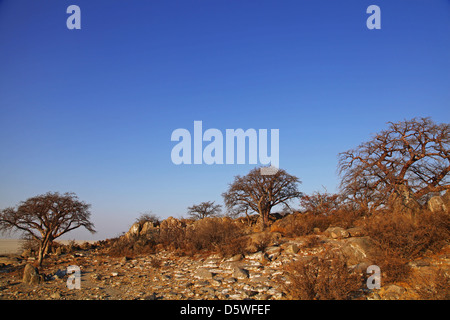 Lekhubu island, célèbre Kubu Island, Botsuana Banque D'Images