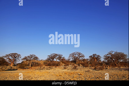 Lekhubu island, célèbre Kubu Island, Botsuana Banque D'Images