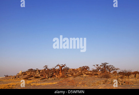 Lekhubu island, célèbre Kubu Island, Botsuana Banque D'Images