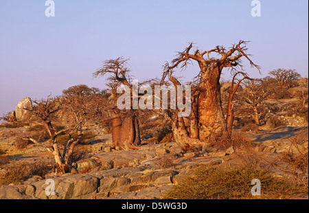 Lekhubu island, célèbre Kubu Island, Botsuana Banque D'Images