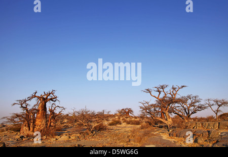 Lekhubu island, célèbre Kubu Island, Botsuana Banque D'Images