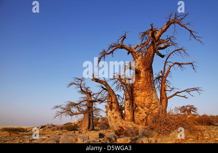 Lekhubu island, célèbre Kubu Island, Botsuana Banque D'Images