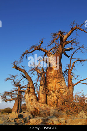 Lekhubu island, célèbre Kubu Island, Botsuana Banque D'Images