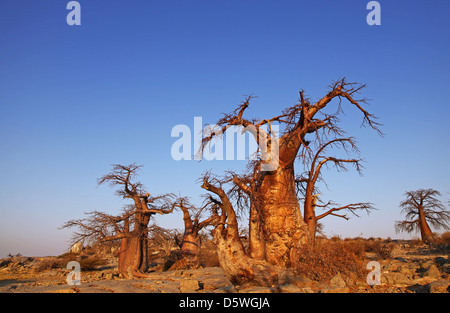 Lekhubu island, célèbre Kubu Island, Botsuana Banque D'Images