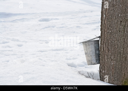 Seau pour recueillir la sève d'érable attachés à un arbre, et beaucoup de neige autour. Banque D'Images