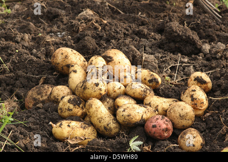 Les pommes de terre fraîchement déterrées, les nouvelles pommes de terre sont recouvertes de terre. Banque D'Images