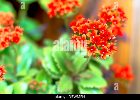 Accueil Kalanchoe fleur dans un pot de fleurs Banque D'Images