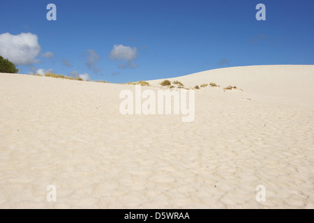 Dunes de Little Sahara, Kangaroo Island, Australie du Sud Banque D'Images