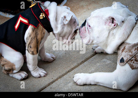 La FPC. Chesty XIV, mascotte officielle de la Marine Corps en formation, gauche, accueille son prédécesseur le Sgt. Chesty XIII, mascotte officielle du Corps des Marines, à l'issue d'une cérémonie de présentation de l'emblème au Marine Barracks à Washington, DC. La cérémonie a marqué la conclusion de Chesty XIV la formation des recrues et familiarisation de base dans le corps. Dans les mois à venir, la jeune Marine servira dans une mascotte à l'apprentissage pour le reste de l'été aux côtés de son prédécesseur et mentor, le Sgt. Chesty XIII jusqu'à la retraite du sergent, qui est attendue à la fin août. Banque D'Images