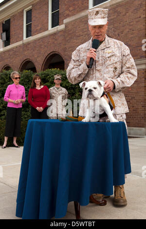 Commandant de la Marine Corps Général James F. Amos présente puppy PFC. Chesty XIV, mascotte officielle de la Marine Corps en formation, son aigle, globe et d'emblèmes indiquant son passage dans le corps au cours d'une cérémonie à la caserne de la Marine à Washington, DC. La cérémonie a marqué la conclusion de Chesty XIV la formation des recrues et familiarisation de base dans le corps. Dans les mois à venir, la jeune Marine servira dans une mascotte à l'apprentissage pour le reste de l'été aux côtés de son prédécesseur et mentor, le Sgt. Chesty XIII jusqu'à ce que le sergent à la retraite en août. Banque D'Images