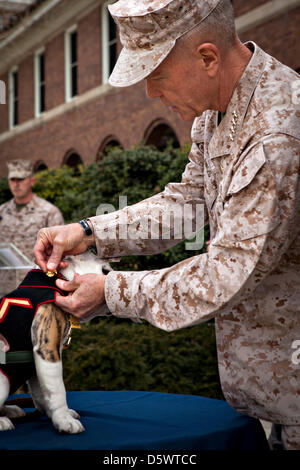 Commandant de la Marine Corps Général James F. Amos présente puppy PFC. Chesty XIV, mascotte officielle de la Marine Corps en formation, son aigle, globe et d'emblèmes indiquant son passage dans le corps au cours d'une cérémonie à la caserne de la Marine à Washington, DC. La cérémonie a marqué la conclusion de Chesty XIV la formation des recrues et familiarisation de base dans le corps. Dans les mois à venir, la jeune Marine servira dans une mascotte à l'apprentissage pour le reste de l'été aux côtés de son prédécesseur et mentor, le Sgt. Chesty XIII jusqu'à ce que le sergent à la retraite en août. Banque D'Images