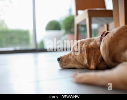 Chien allongé sur marbre dans la salle de séjour Banque D'Images