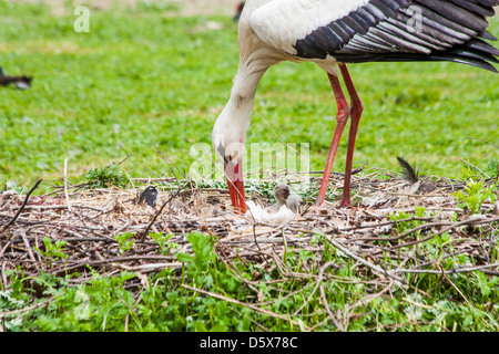 Cigogne mère nourrissant ses petits Banque D'Images