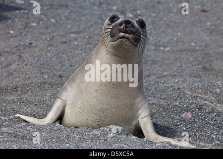 Une alerte sevré Léphant, Mirounga angustirostris, sur l'Isla Benito del Oeste, Baja California, Mexique. Banque D'Images