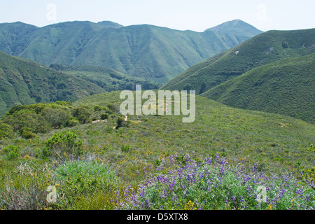 Montaña de Oro, San Luis Obispo County, Californie, USA Banque D'Images