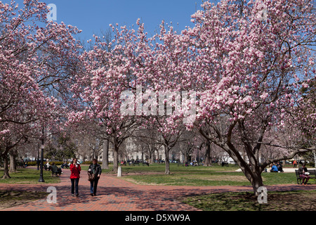 Saucer Magnolia arbre en fleurs (Magnolia x Soulangeana) Magnoliaceae Banque D'Images