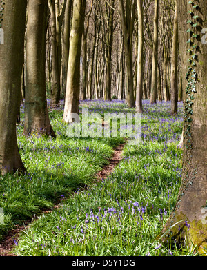 Bluebells au printemps avec sentier forestier à travers les arbres Banque D'Images