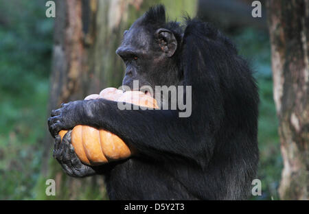 ARNHEM - l'un des chimpanzés du Zoo Burger dans la ville d'Arnhem Pays-Bas pourrait lundi 8-9-2012 pour la première fois de leur vie, manger des citrouilles. La chair sucrée et sain de la citrouille est tombé dans la bonne terre et les singes étaient même prêts à partager cette délicatesse les uns avec les autres. Zoo Burger tente de maximiser l'utilisation de produits de saison dans l'alimentation des animaux. Les citrouilles sont becomi Banque D'Images