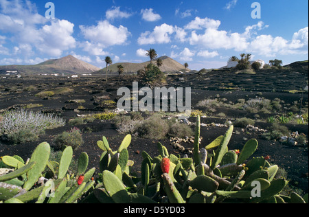 La Geria paysage volcanique Banque D'Images