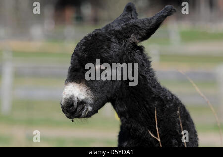 Le Baudet du Poitou stallion 'Charles' est représenté sur sa prairie au zoo Arche Warder Warder, en Allemagne, 05 avril 2012. Le Baudet du Poitou est né au zoo d'espèces rares et menacées d'animaux de ferme le 30 mars 2012. Le Baudet du Poitou est une race en voie de disparition des grands ânes du nom de la région de l'ouest de la France. Photo : ANGELIKA WARMUTH Banque D'Images