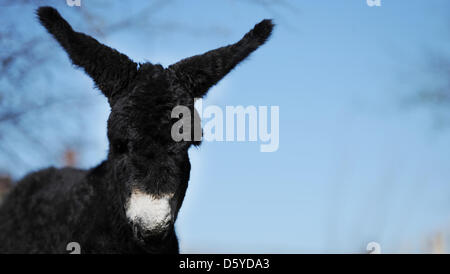 Le Baudet du Poitou stallion 'Charles' est représenté sur sa prairie au zoo Arche Warder Warder, en Allemagne, 05 avril 2012. Le Baudet du Poitou est né au zoo d'espèces rares et menacées d'animaux de ferme le 30 mars 2012. Le Baudet du Poitou est une race en voie de disparition des grands ânes du nom de la région de l'ouest de la France. Photo : ANGELIKA WARMUTH Banque D'Images