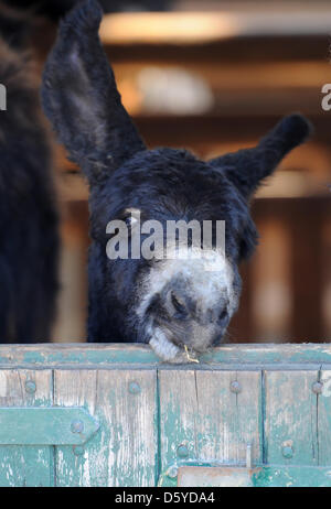 Le Baudet du Poitou stallion 'Charles' est représenté dans sa grange au zoo Arche Warder Warder, en Allemagne, 05 avril 2012. Le Baudet du Poitou est né au zoo d'espèces rares et menacées d'animaux de ferme le 30 mars 2012. Le Baudet du Poitou est une race en voie de disparition des grands ânes du nom de la région de l'ouest de la France. Photo : ANGELIKA WARMUTH Banque D'Images