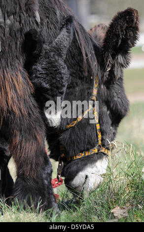 Le Baudet du Poitou stallion 'Charles' et sa mère Tadjine sont représentées sur un pré au zoo Arche Warder Warder, en Allemagne, 05 avril 2012. Le Baudet du Poitou est né au zoo d'espèces rares et menacées d'animaux de ferme le 30 mars 2012. Le Baudet du Poitou est une race en voie de disparition des grands ânes du nom de la région de l'ouest de la France. Photo : ANGELIKA WARMUTH Banque D'Images