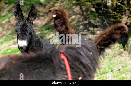 Le Baudet du Poitou stallion 'Charles' (L) et sa mère Tadjine sont représentées sur un pré au zoo Arche Warder Warder, en Allemagne, 05 avril 2012. Le Baudet du Poitou est né au zoo d'espèces rares et menacées d'animaux de ferme le 30 mars 2012. Le Baudet du Poitou est une race en voie de disparition des grands ânes du nom de la région de l'ouest de la France. Photo : ANGELIKA WARMUTH Banque D'Images