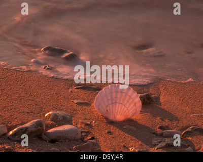 Shell sur la plage envoyer dans le coucher du soleil d'or Banque D'Images