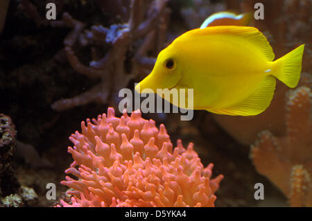 Un Zebrasoma flavescens tang (jaune) se déplace à côté d'une bulle-anémone Entacmaea quadricolor (tip) à la musée d'Histoire Naturelle Senckenberg à Goerlitz, Allemagne, 24 octobre 2012. L'aquarium de poissons coralliens fait partie de l'exposition permanente du musée. Photo : Matthias Hiekel Banque D'Images