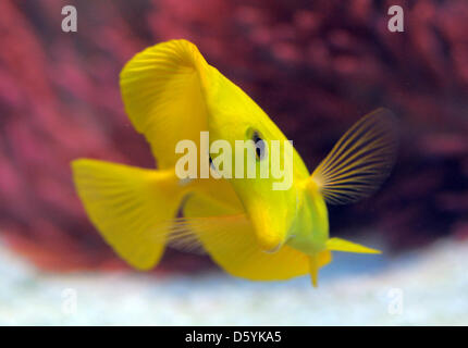Un Zebrasoma flavescens tang (jaune) nage dans un aquarium au Musée Senckenberg pour l'histoire naturelle de Görlitz, Allemagne, 24 octobre 2012. L'aquarium de poissons coralliens fait partie de l'exposition permanente du musée. Photo : Matthias Hiekel Banque D'Images