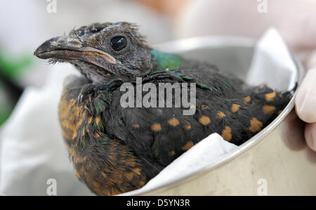 Un jeune Douze-câblé Bird-of-paradise (Seleucidis melanoleuca)ter dans un nid à la bird park de Walsrode, Allemagne, le 24 septembre 2012. L'oiseau de paradis inhabts predmonantly zones le long des régions côtières de nouveau Guinnea. Photo : Holger Hollemann Banque D'Images